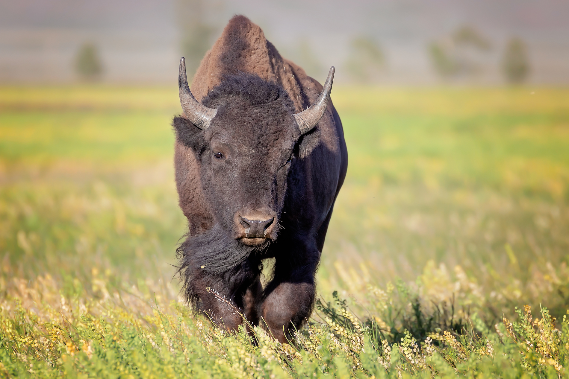 Bison moving through open country