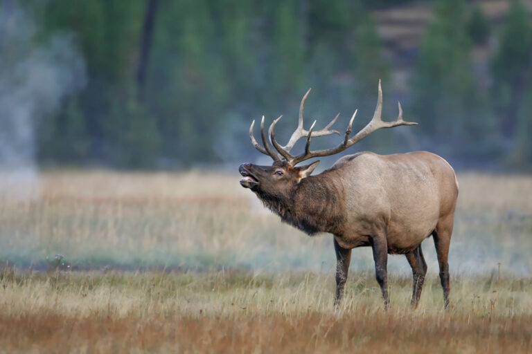 A picture of an elk bugling in Yellowstone National Park