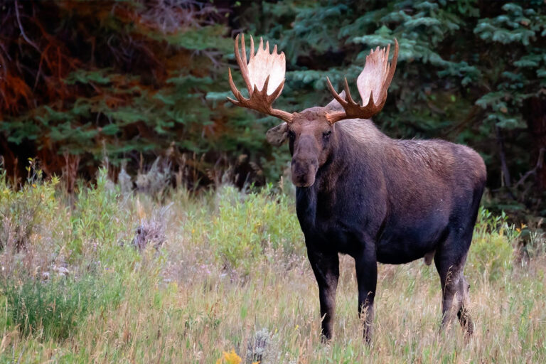 Moose Grand Teton