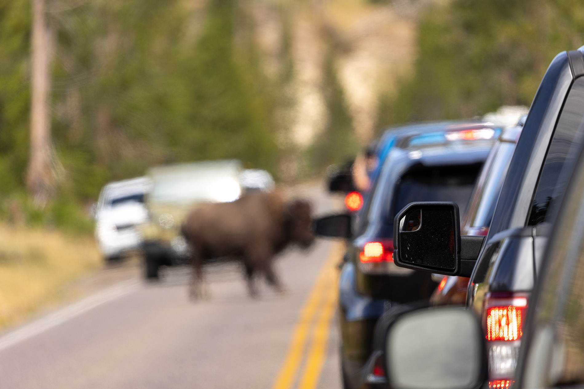 A car jam in Yellowstone National Park