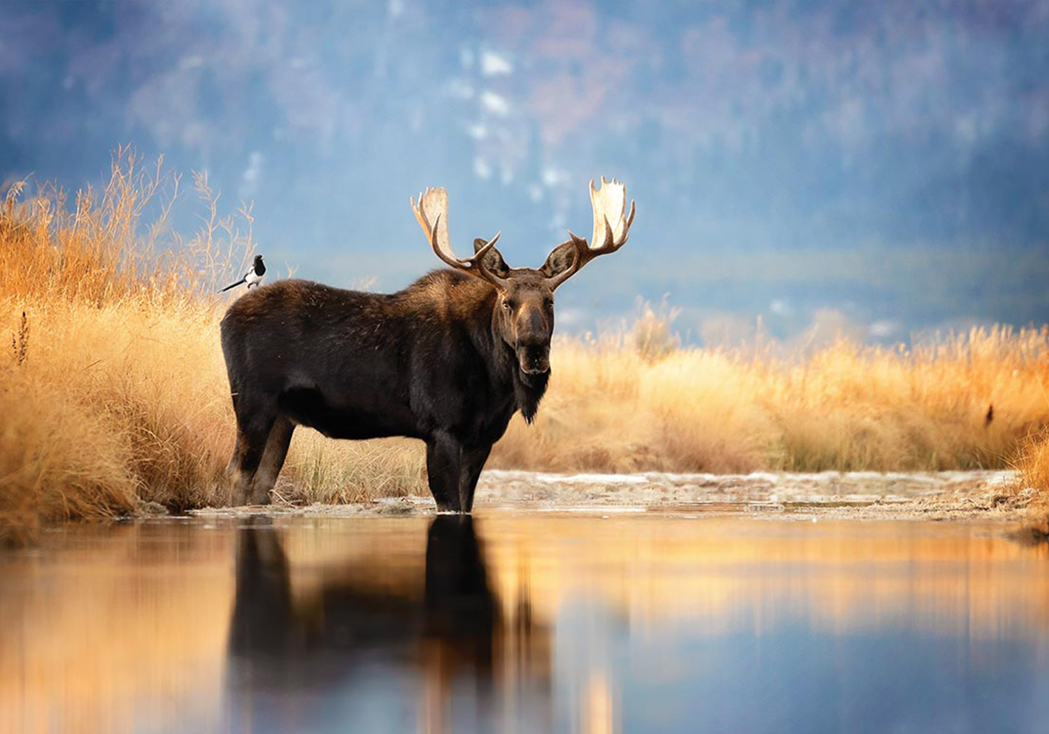 Moose in wildlife country before the road wakes up