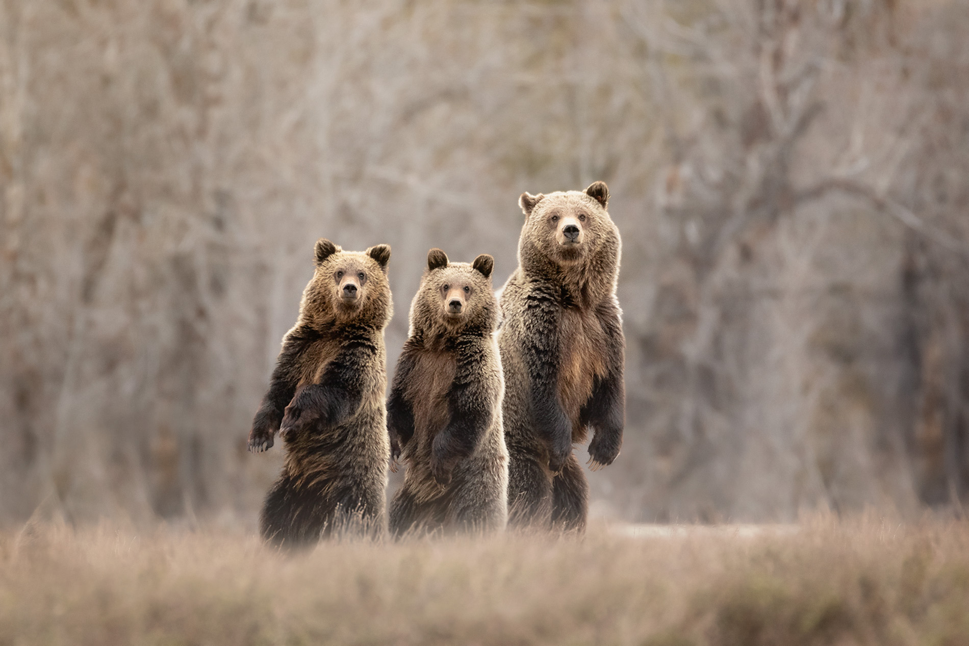 Grizzly bears in mountain country