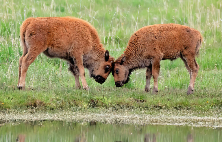 Two baby bison buttinf heads in a playful show of dominance.