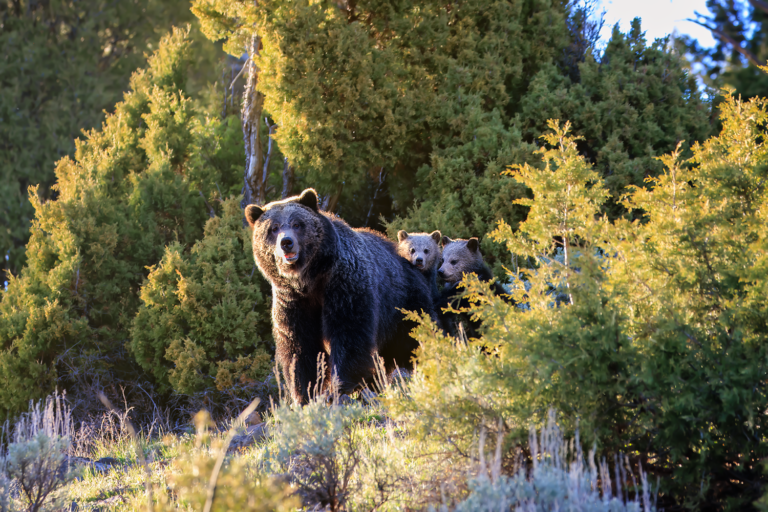 Grizzly with two cubs in yellowstone national park