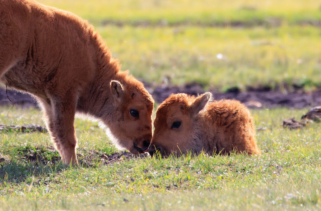 Red dog season is here in yellowstone