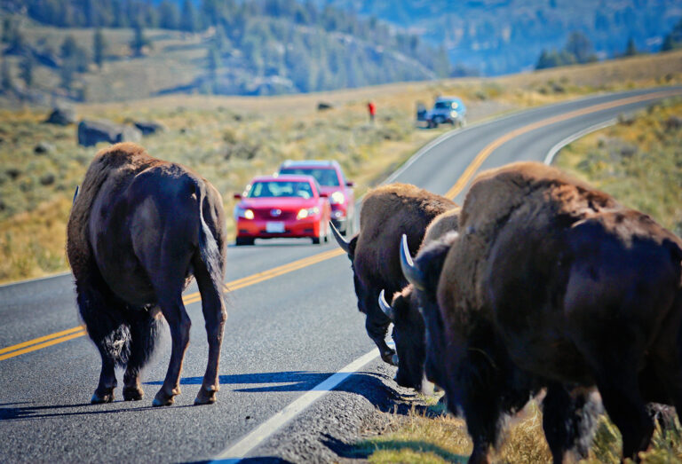 The Road Is Part of the Habitat
