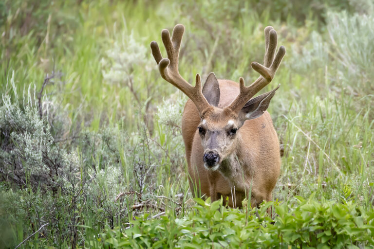 How Hot Weather Changes Wildlife Viewing in Yellowstone and Grand Teton