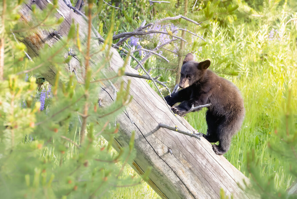 Baby Black Bear Cub - Yellowstone