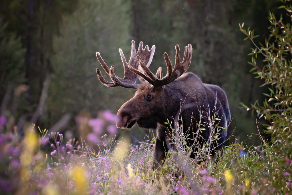 Bull Moose in the Willows and flowers