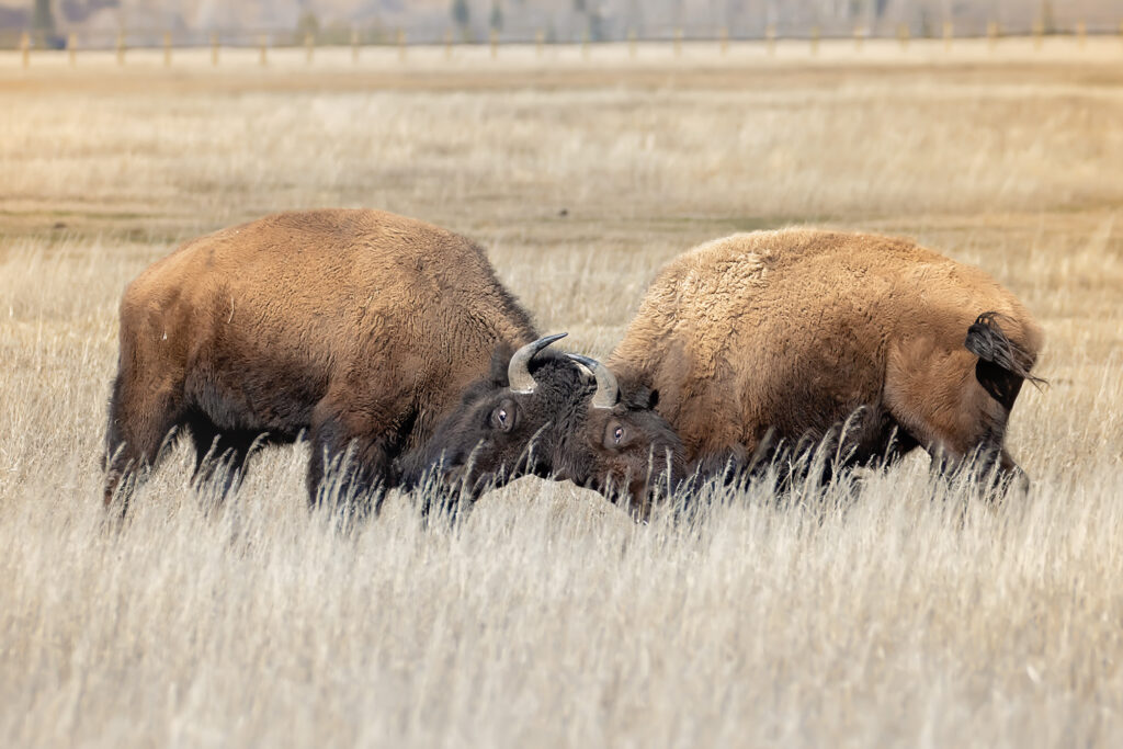 The Bison Wasn’t Just Rolling in the Dirt