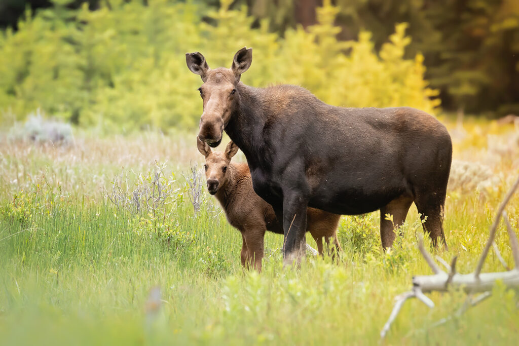Two moose standing in a field of flowers and grass, one is a moose calf.