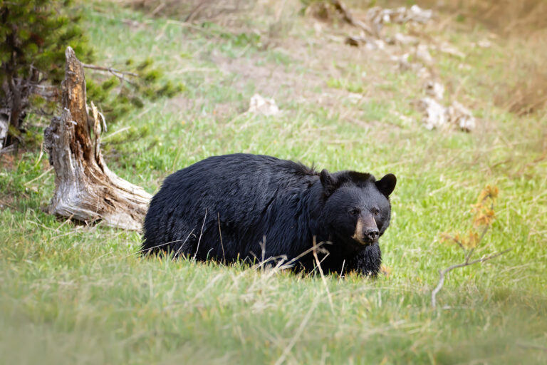 yellowstone-wildlife-closures-what-they-mean