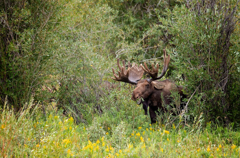 Bull Moose - Eating Twigs and getting ready for mating season