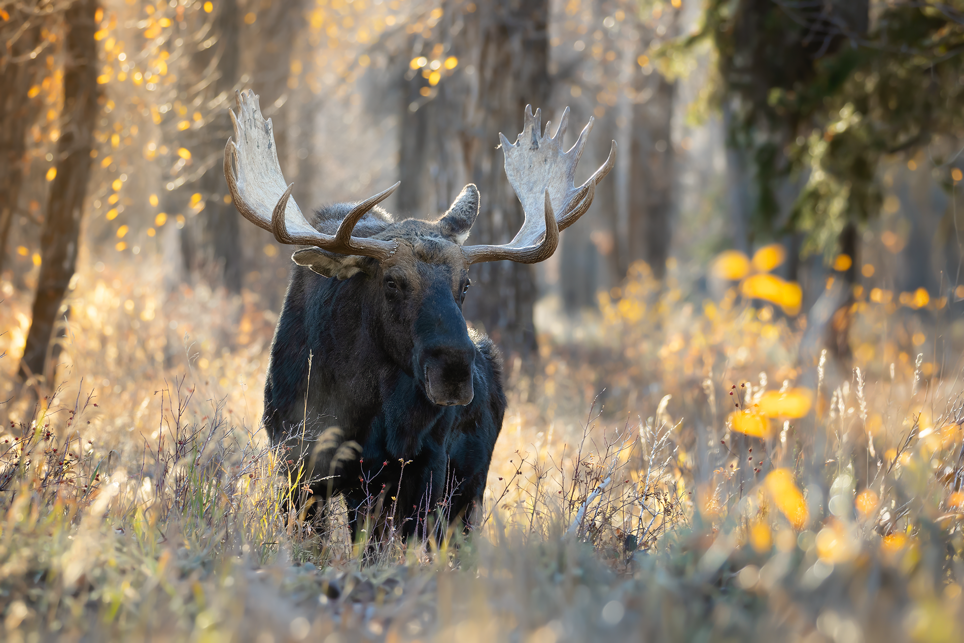 Bull moose standing in golden autumn light