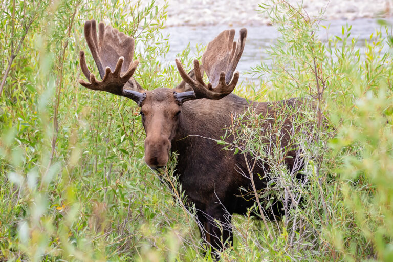 A bull moose in the willowss eating what he can to grow his paddles in for the rut.