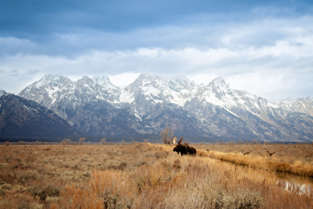 A picture of a bull moose with the Grand tetons in the background at one of their favorite hot springs.