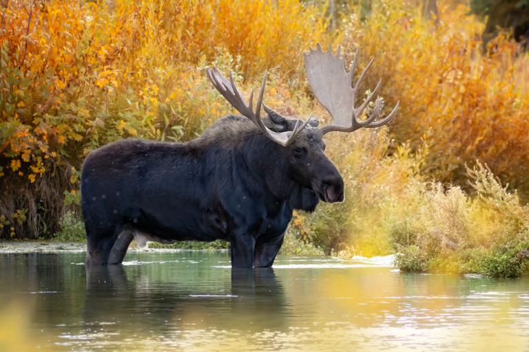 Bull Moose in River - Fremont and in Grand Tetonh