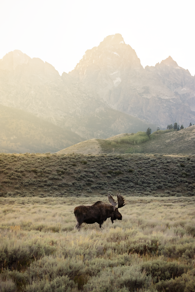 Hoback - The King of the Tetons - Under a Sunset and the Grand Tetons