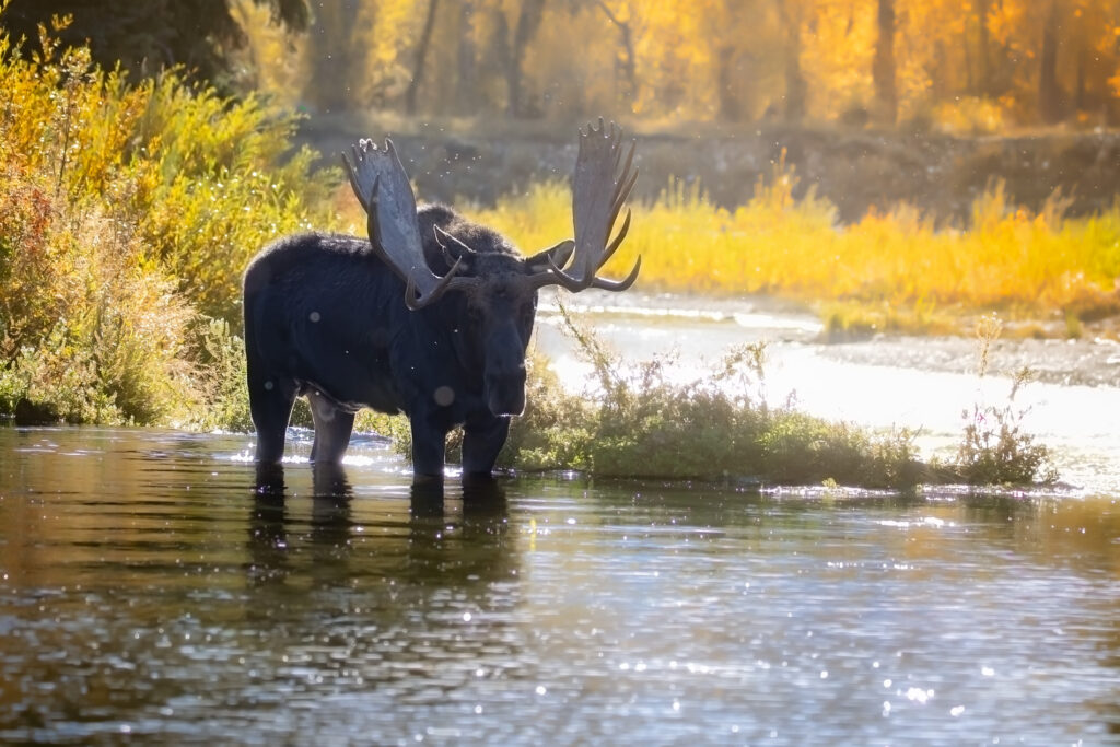 Fremont, one of the large bull moose photographed in Grand Teton National Park, stands in shallow river water surrounded by brilliant yellow and orange fall foliage during the beginning of the moose rut.