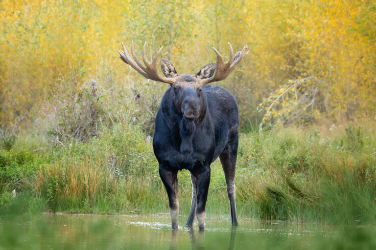 A bull moose in the river surrounded by fall colors