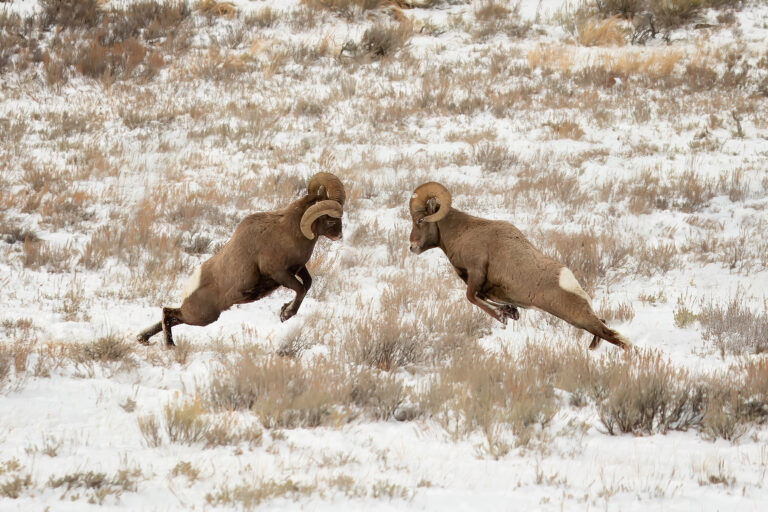 The Wildlife Photograph That Started It All